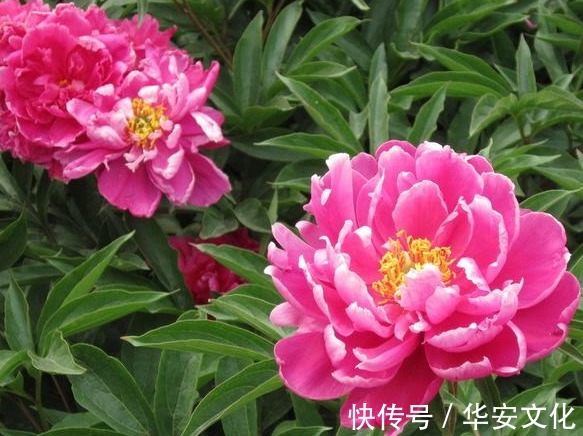 此花为花中之相地位仅次于牡丹,不仅有观赏价值,还有其他作用