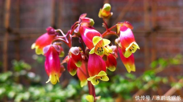 过去一年很火的5种网红花:第一种贵而难养,第三种就是个骗局