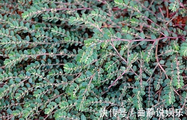 莲子草|乡下不起眼的此草,能调节气血、活血化瘀,还能治疗一些妇科疾病