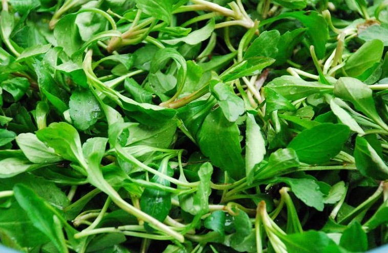 醋溜菜|女生想要抗衰老,以下几种野菜可常吃,清热解毒,更好保护身体