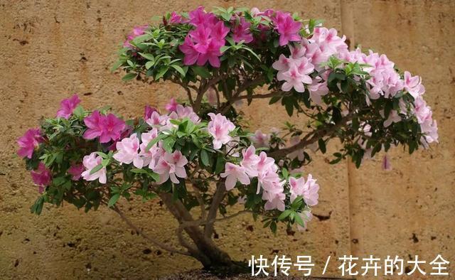 磷酸二氢钾|以下花想要养好难度大,需要熟知它的习性,养护上还要少犯错