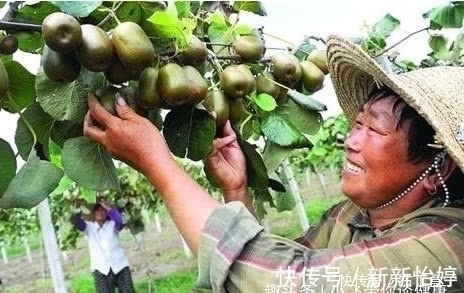 好处|常吃“猕猴桃”好处多,但要注意这2个“误区”!别说我没提醒你