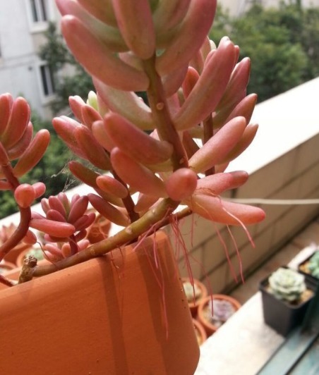 多肉植物夏季出现一种现象，是在向你发求救信号，一定要及时处理