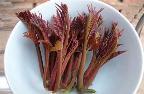 春季养生，推荐常吃以下食物，降脂减肥，疏通血管，增强体质