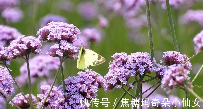 马鞭草|一种野草,为何常被插在垂危病人的床前?原来它被赋予了特殊功能