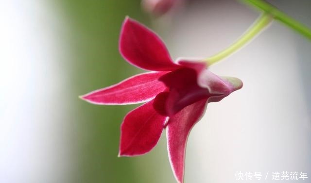 “难养”花草名单已公布，是有些花友的最爱，劝你早放弃！