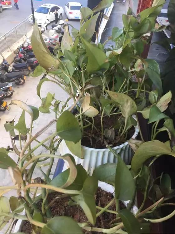 秋天|绿萝君子兰烂心叶黄,“剃个头”新芽直冒,呼呼爆盆!