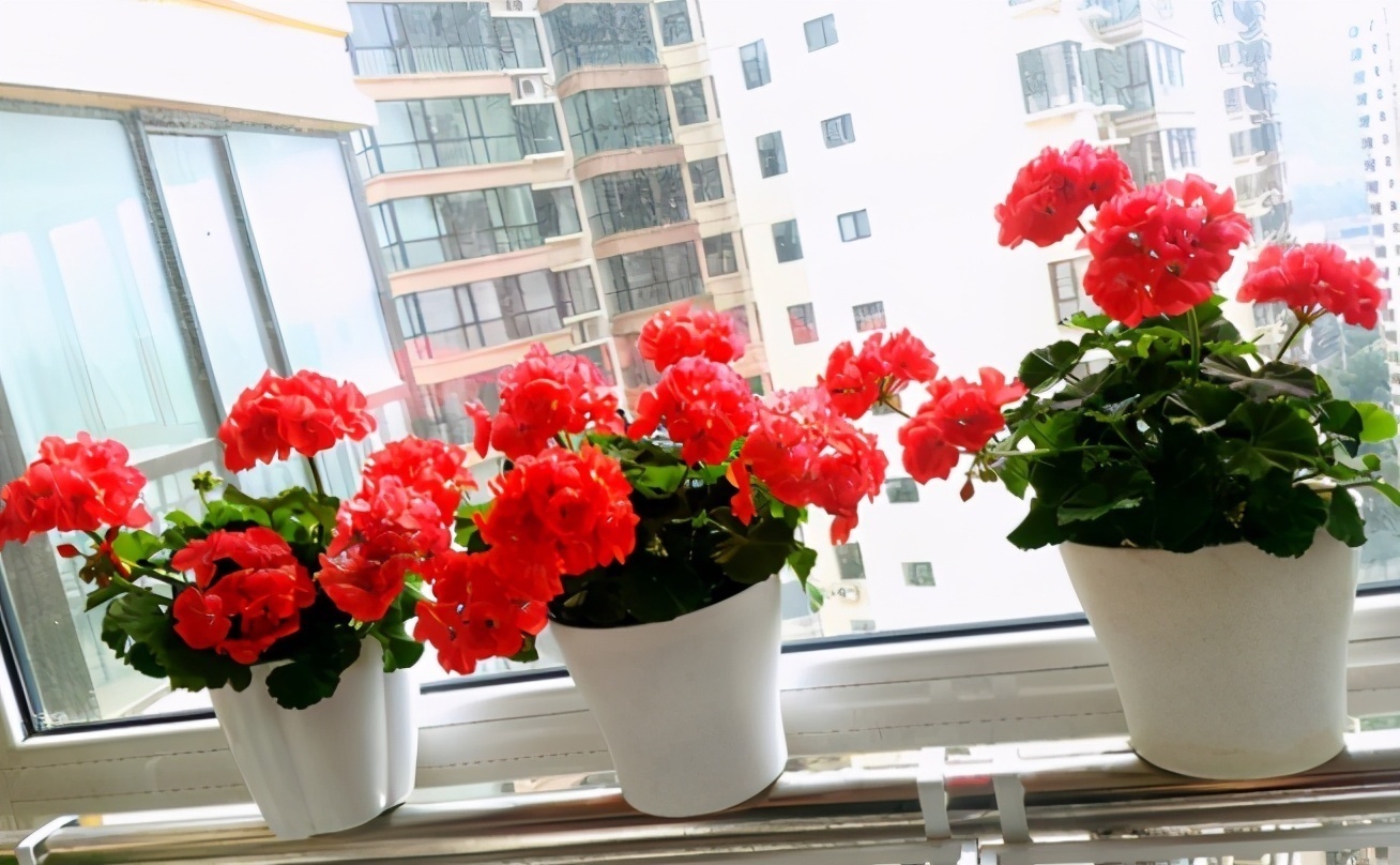 花土问题无小事，牢记3点，养花土不轻易结块，花根长得更壮实