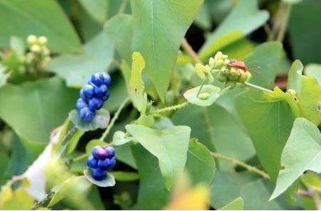 野草|长满倒刺的野草,蛇见到都害怕,被农村娃当零食吃,如今20元1斤