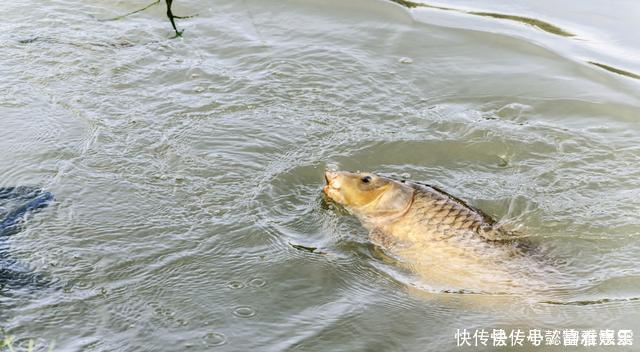 鱼儿|钓鱼时放药酒效果很好，但用错了反而死窝，几个技巧让你钓好鱼