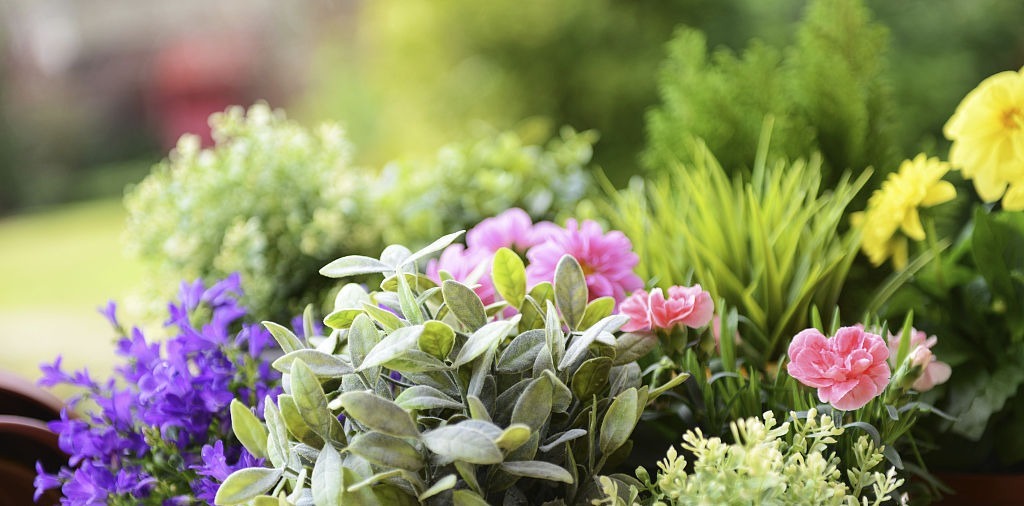 花盆里撒上这两样东西,不生虫不黄叶不烂根,还能疯长爆盆