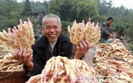 三伏天|老中医:生姜配一宝,男人吃了腰强力壮,女性吃了容颜不老!