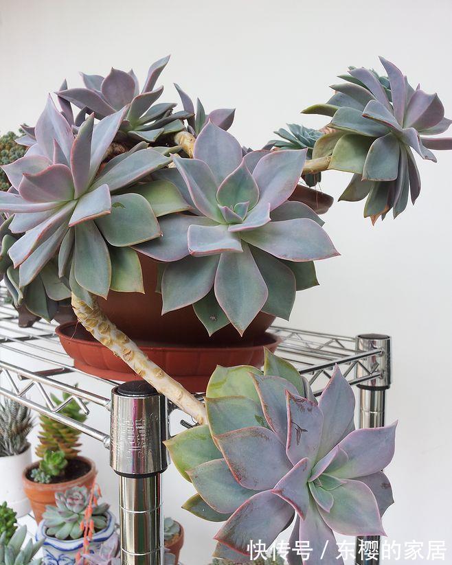 花盆|养景天多肉初恋,有4方面出问题不能忽略,不然一盆都留不住