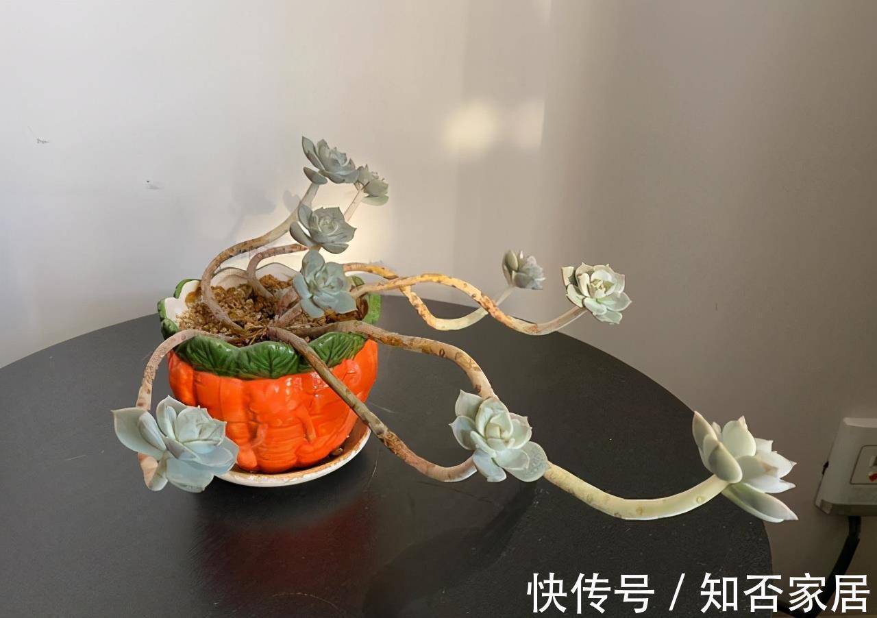 成就感|叶插就是对多肉的一种升级，6个品种叶插爱多头，满满都是成就感