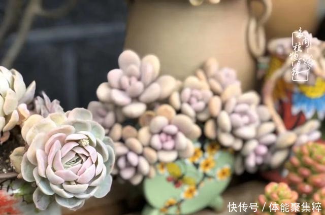 在茜的多肉小院里，花时间种快乐！在茜的多肉小院里，花时间种快乐！