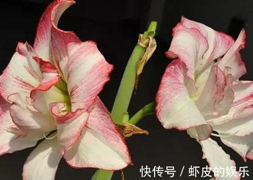 绝美的朱顶红,每一个品种都给跪了,太美,太艳了