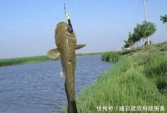 野钓经验谈之七 你会钓鲶鱼么?手竿钓鲶鱼浅析