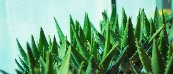 肥厚|养芦荟,记住1个小要点,侧芽冒20个,叶片翠绿肥厚,一年爆盆