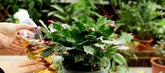 大水|蟹爪兰,7、8月要“静养”,3件事别做,不然叶子薄又红