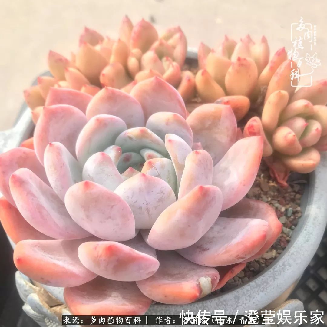 吉娃娃|我和我的“多肉恋人”,怎么样有没有惊艳到你!