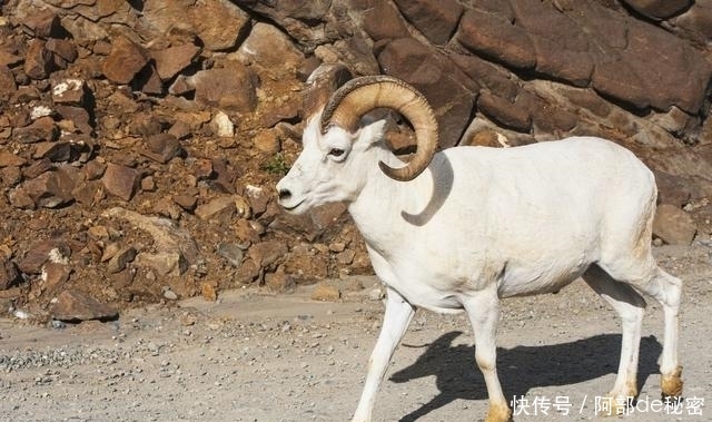 农村俗语“五羊六马,死了别剐”,老一辈人的告诫!