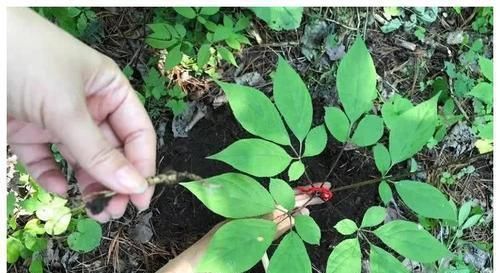 记忆力|男性50岁后,早起若还有这4种表现,让人羡慕,身体还很年轻呢!