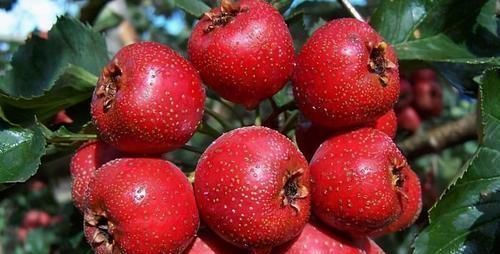 肠胃|晚上坚持吃3种碱性食物,轻松排出肠胃毒素,告别身上三层肥肉!