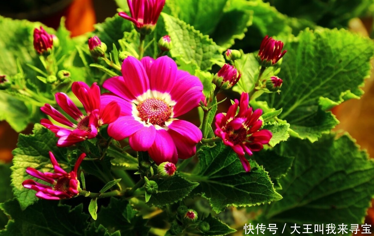 冬天|冬天花草别乱买,投资这几种,花期长还好养,养出满屋“春光”