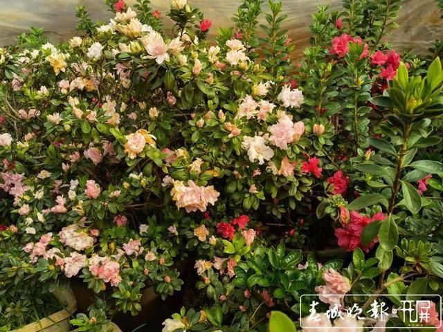 新春走基层｜昆明这里的杜鹃花绑扎起来卖