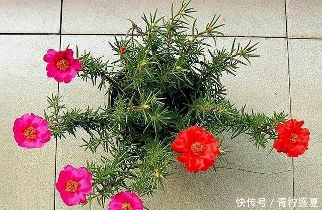  扦插方法|3种花很贵，买不起就不用买，扦插一根枝条，就能开花大半年！