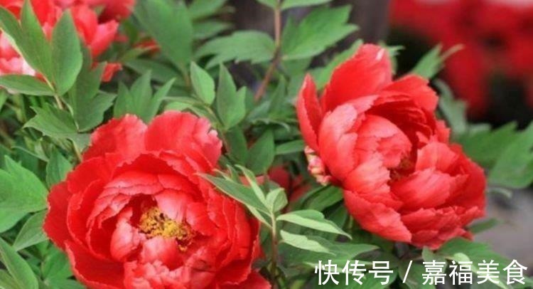 观赏价值|4种“女神花”,婀娜多姿,漂亮高贵优雅,四季繁花似锦,美