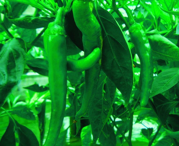 健康|经常吃辣椒，对健康是好还是坏很多人不清楚，早知早好