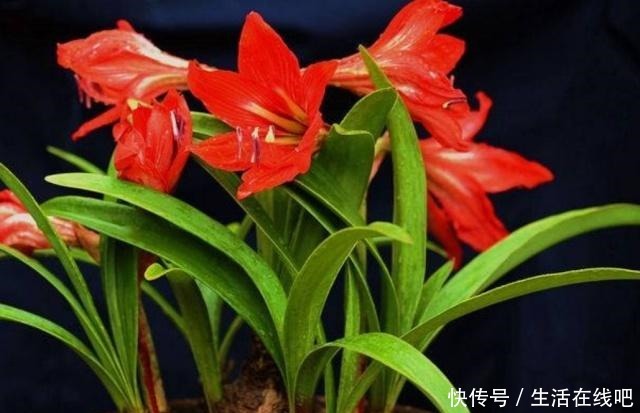 春暖花开,栽植几种球根类花卉,花色艳丽株型美!