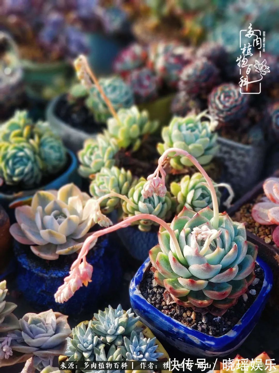 万圣节|养多肉六年,从痴迷到佛系,世事漫随流水,唯有喜爱永恒!