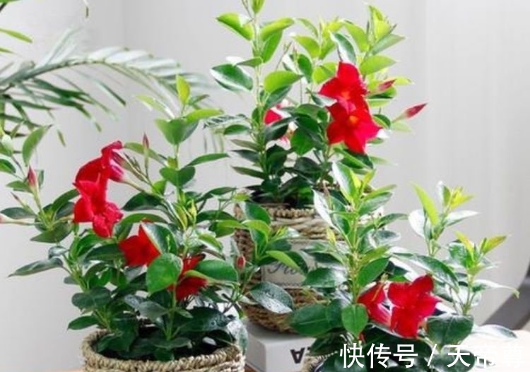 4种花养家里,福旺运旺财更旺,开满整个花盆,快养起来吧!
