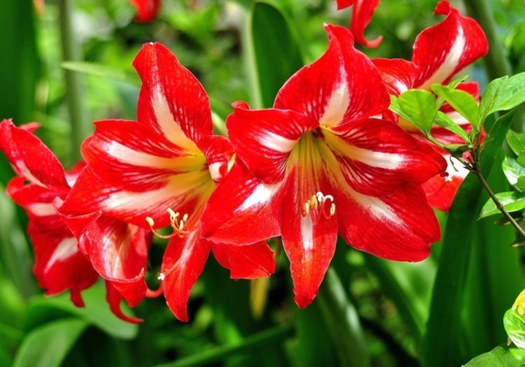 养花，不妨养这款花，人人都喜欢，一养就上瘾