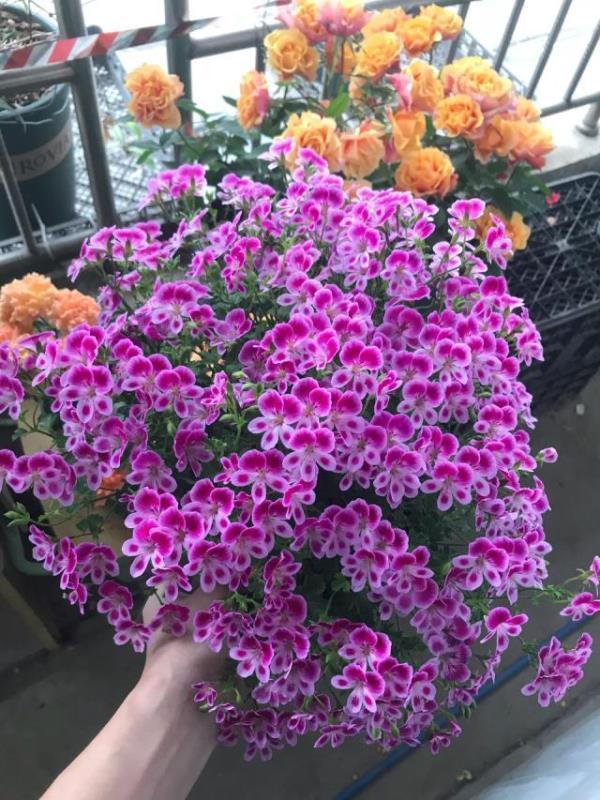 阳台养此2种花,开花量比“月季”还大,枝枝满花,耐旱又好养