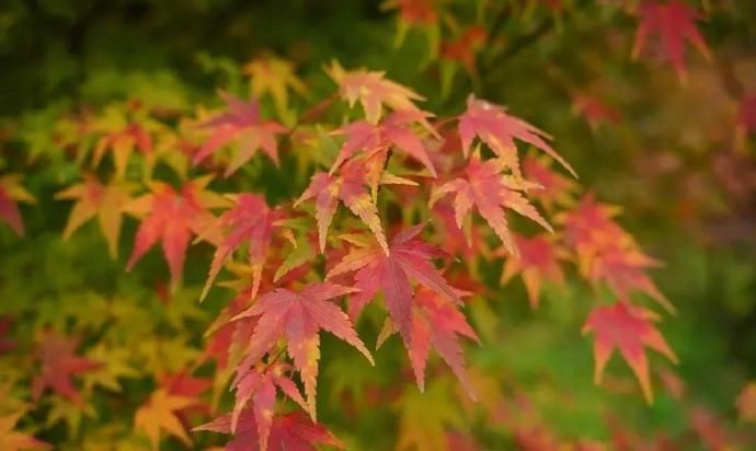 枫叶林|摘美味橙子，赏红枫叶林！天坪山与你不见不散