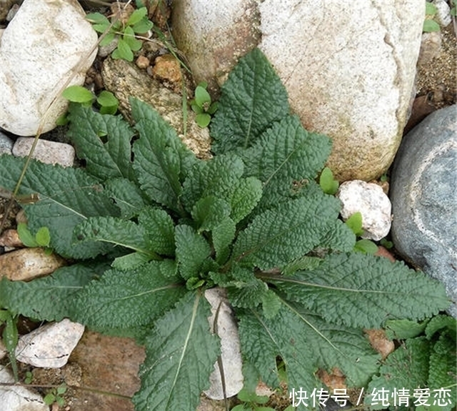 蟾蜍草|農(nóng)村這個(gè)草,葉子看起來(lái)坑坑洼洼,它的價(jià)值珍貴