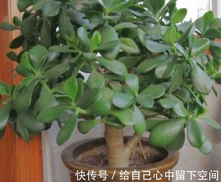 不会种玉树？注意这几点，轻松就能养好玉树
