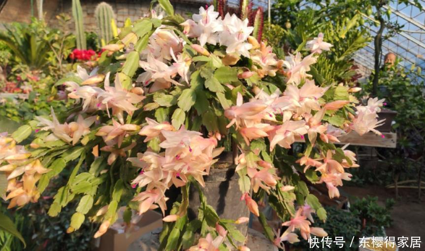 蟹爪兰正在开花,做好“1多2不缺”,有效延长花期,开花更整齐