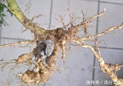 椒根不要再丢了,居然有这么多的用途,每家每户都可以用到的!