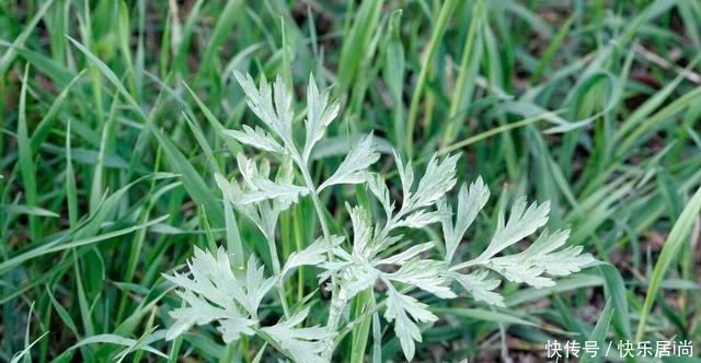 春天的农村里有这40种山珍野菜图片,让你轻松辨别山珍野菜