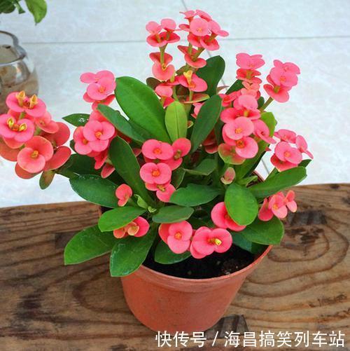 虎刺梅“有毒”,很多人还是养家里,原因只有你一点,看你知道吗