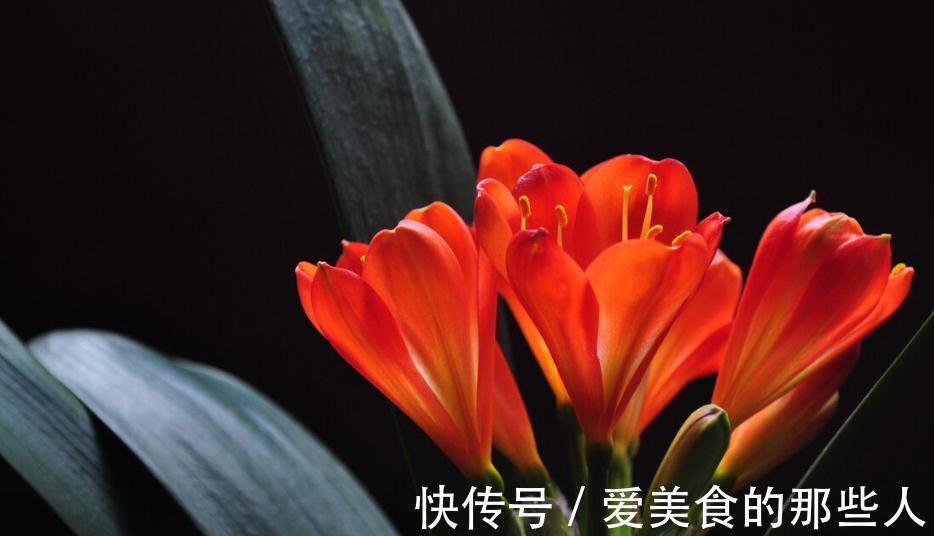 君子兰一般几月开花