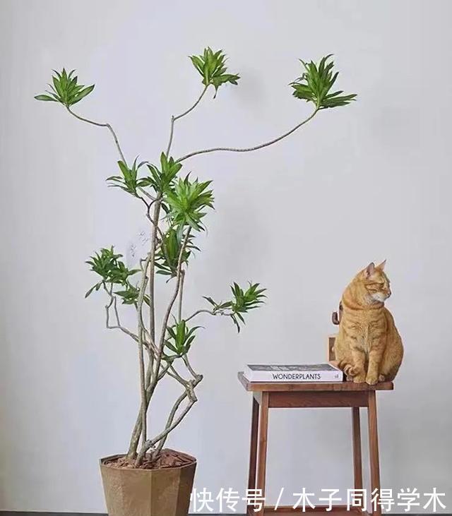 客厅养花就选这六种,寿命长、寓意好,省心又好养,你家养了几种