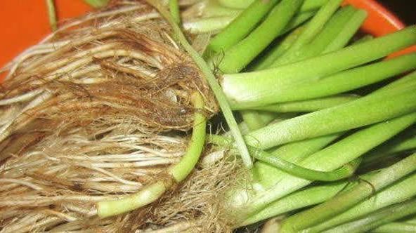 营养|多年芹菜都白吃了，原来最有营养的是芹菜根，可惜都不了解