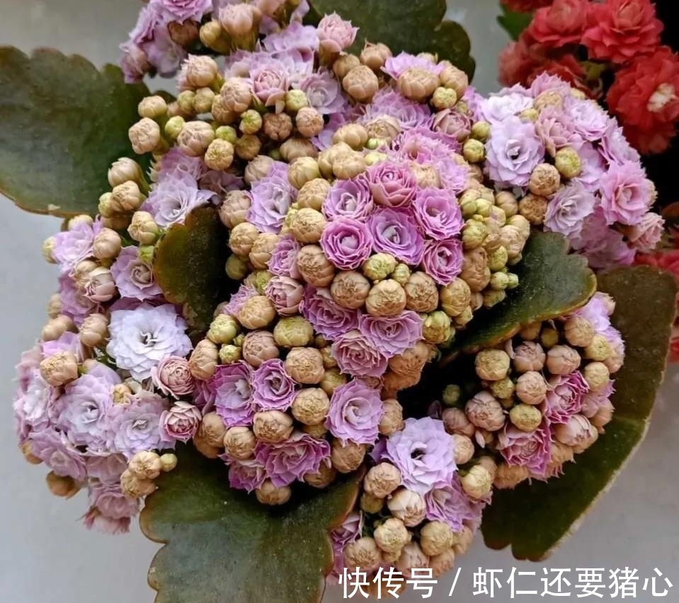 秋天养长寿花,二多做一少做,年底不但有花看,还能爆盆!