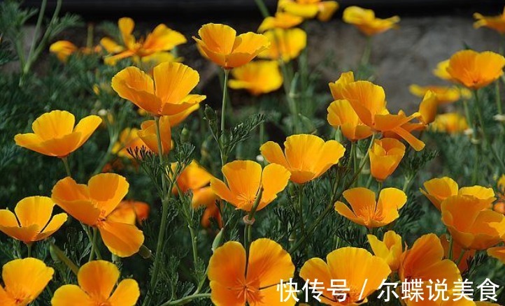 此花花形呈扇形,花瓣本身还泛着丝绸的光泽,让人忍不住驻足停留