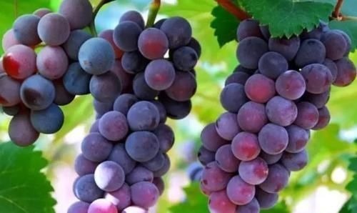 水果|怀孕期间,3种水果要舍得吃,对胎儿和自己都好,你吃对了吗?